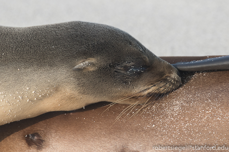 galapagos